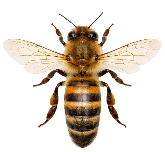 Fliegende Biene